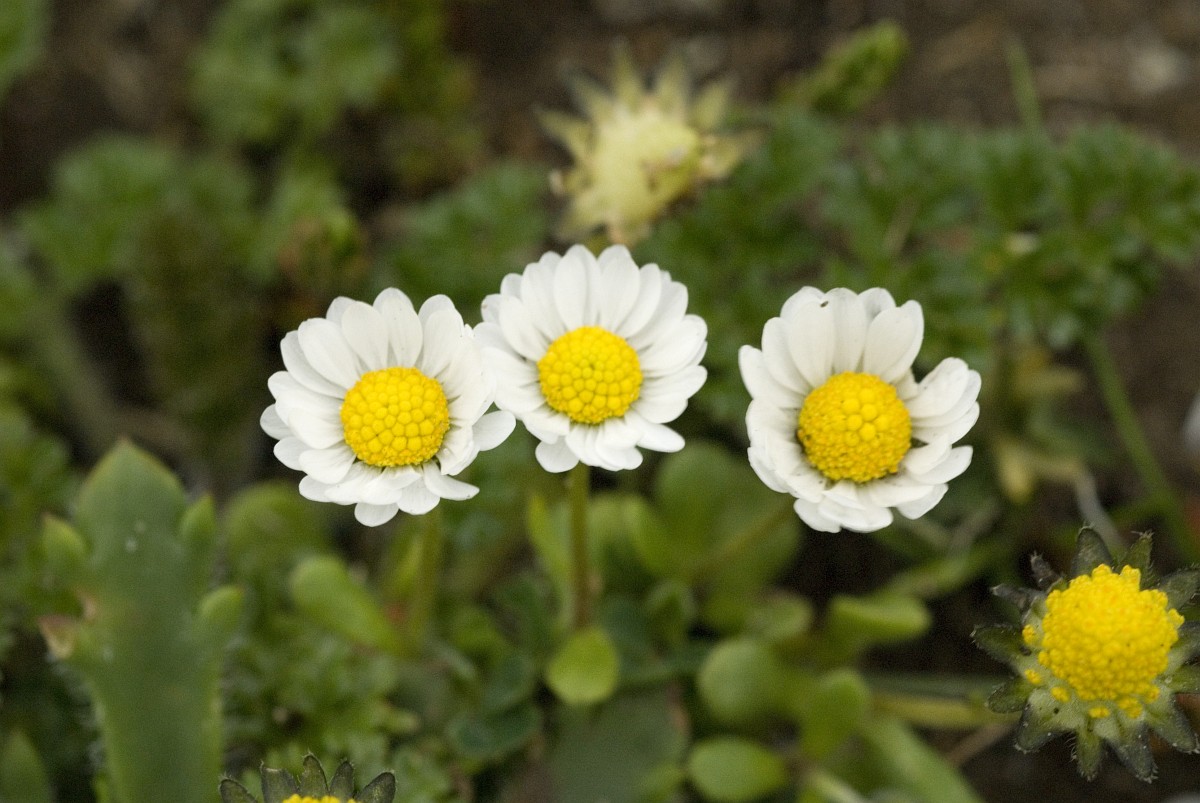 Bellis annua